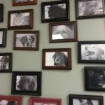 Family Pet Veterinary