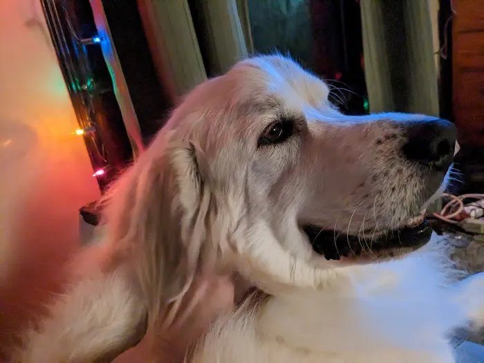 Family Pet Veterinary Picture 2