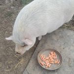 West Branch Animal Clinic