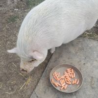 West Branch Animal Clinic ico