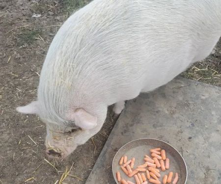 West Branch Animal Clinic