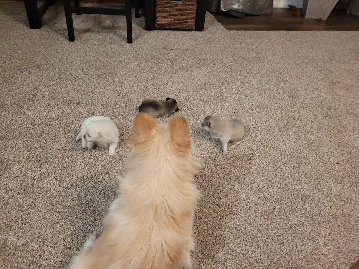 West Branch Animal Clinic Picture 3