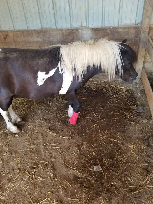 Mc Nutt Equine Veterinary Picture 1