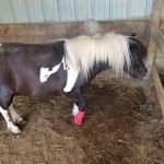 Mc Nutt Equine Veterinary