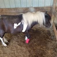 Mc Nutt Equine Veterinary ico