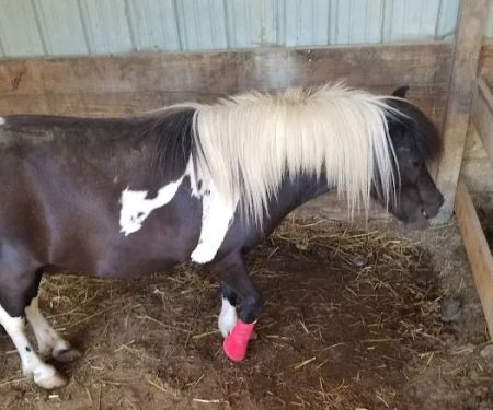 Mc Nutt Equine Veterinary