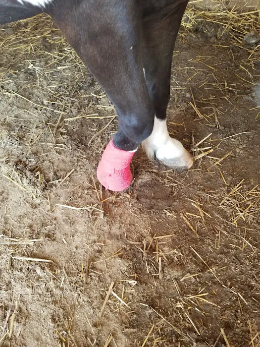 Mc Nutt Equine Veterinary Picture 2