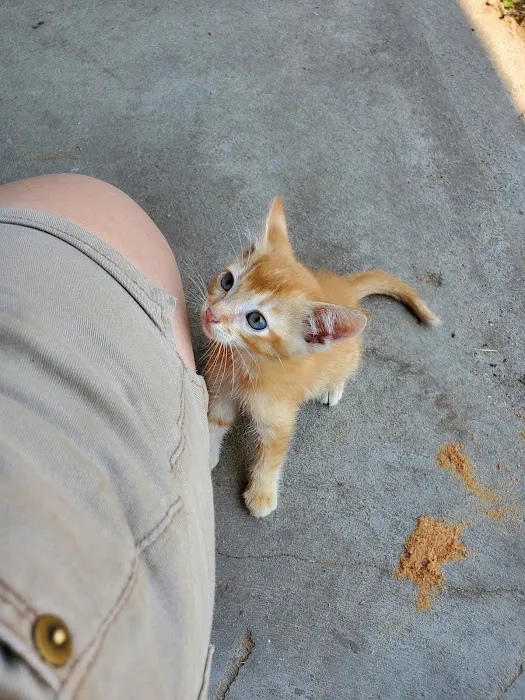 Pet Health Center of Mount Vernon Picture 2