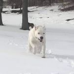 Pet Health Center of Mount Vernon