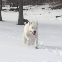 Pet Health Center of Mount Vernon ico