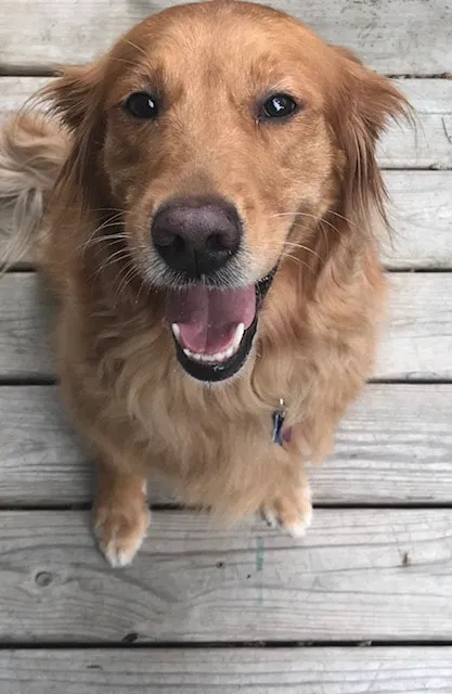 Pet Health Center of Mount Vernon Picture 5