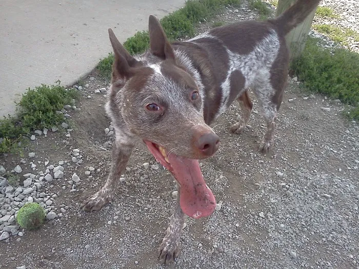 Pet Health Center of Mount Vernon Picture 7