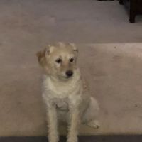 Mount Vernon Veterinary Clinic ico