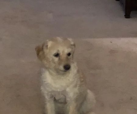 Mount Vernon Veterinary Clinic