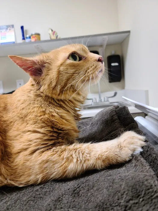 Pet Health Center of Solon Picture 1