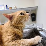 Pet Health Center of Solon