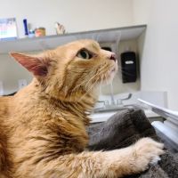 Pet Health Center of Solon ico