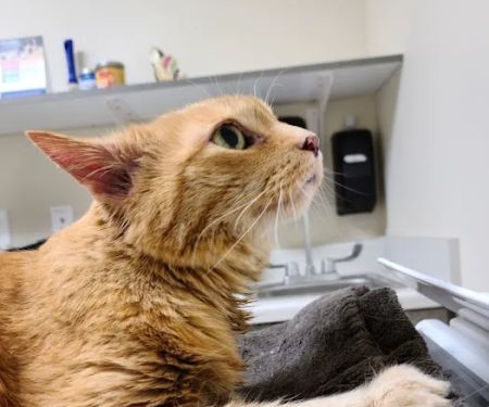 Pet Health Center of Solon