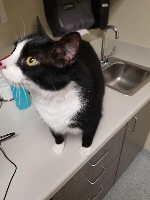 Pet Health Center of Solon Picture 2