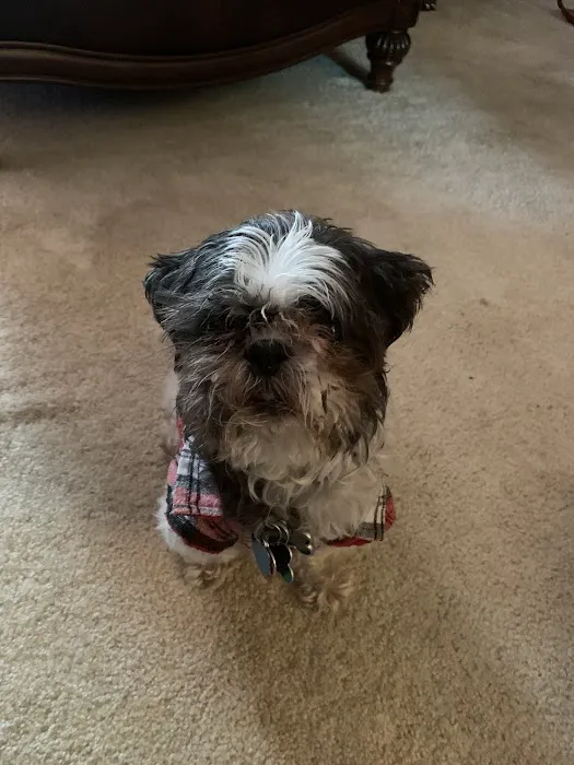 Emergency Veterinary Service of Iowa City Picture 5