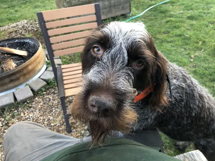 Bright Eyes & Bushy Tails Veterinary Hospital Picture 2