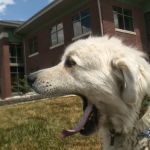 Bright Eyes & Bushy Tails Veterinary Hospital