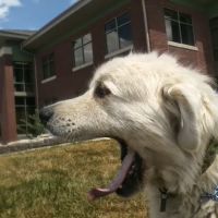 Bright Eyes & Bushy Tails Veterinary Hospital ico