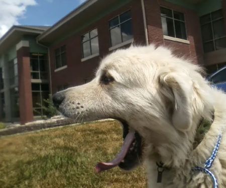 Bright Eyes & Bushy Tails Veterinary Hospital