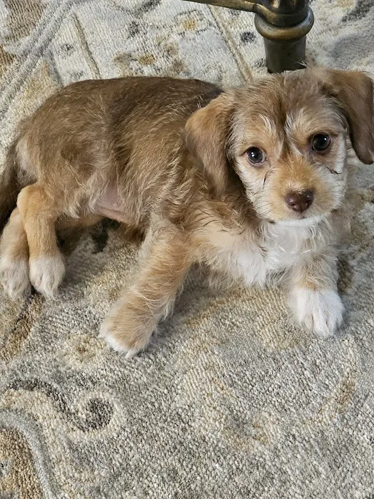 Bright Eyes & Bushy Tails Veterinary Hospital Picture 8