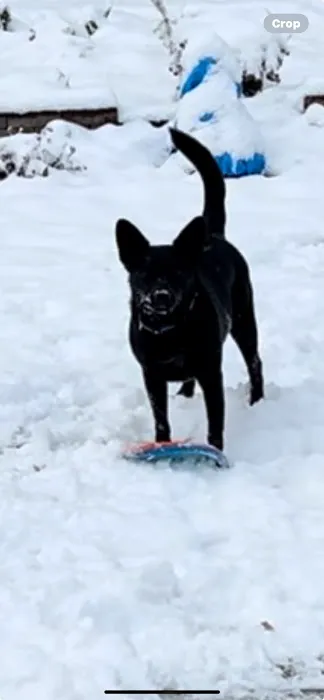 Best Friends Veterinary Care Picture 1