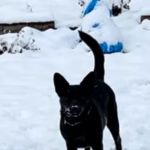 Best Friends Veterinary Care