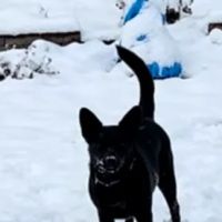 Best Friends Veterinary Care ico