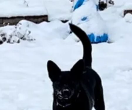 Best Friends Veterinary Care