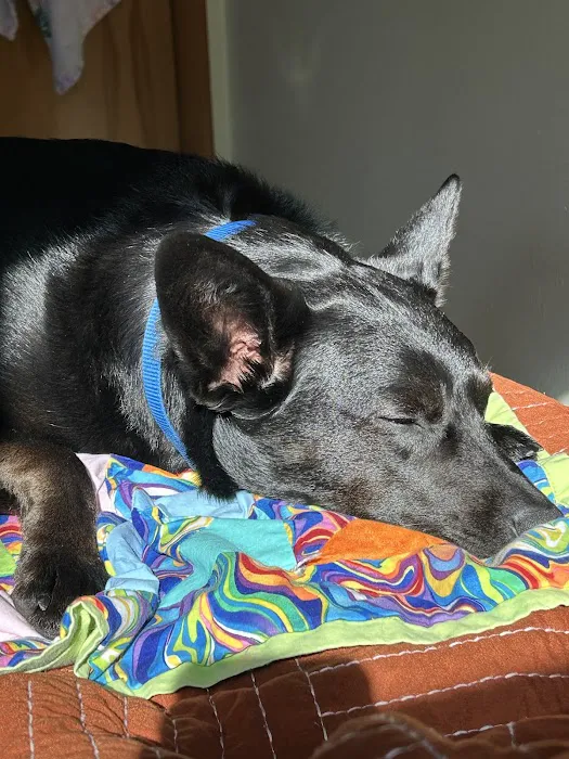 Best Friends Veterinary Care Picture 6