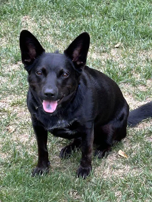 Best Friends Veterinary Care Picture 4