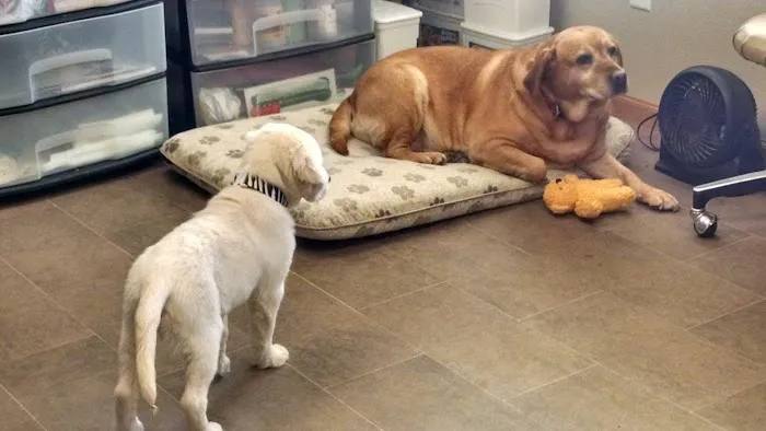 Best Friends Veterinary Care Picture 10