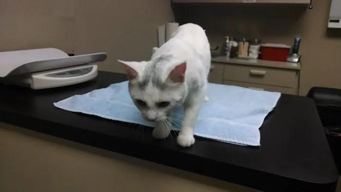 Best Friends Veterinary Care Picture 7