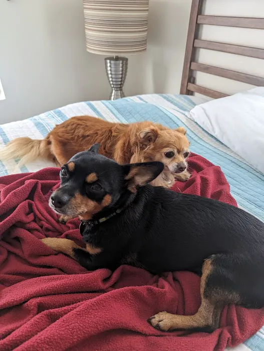 Roseville Veterinary Services Picture 4