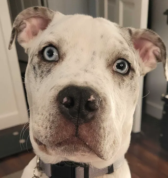 Roseville Veterinary Services Picture 7