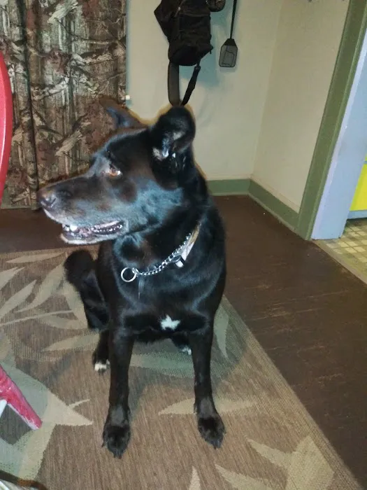 Roseville Veterinary Services Picture 2