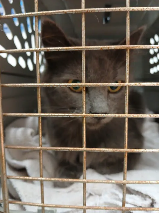 Roseville Veterinary Services Picture 5