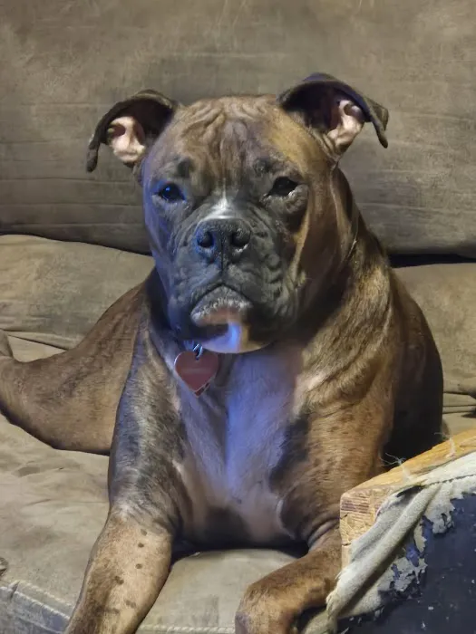 Roseville Veterinary Services Picture 6