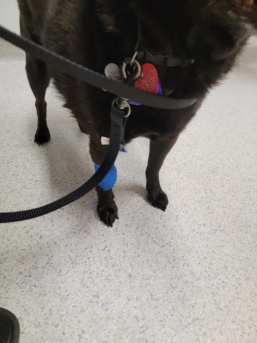 Roseville Veterinary Services Picture 8