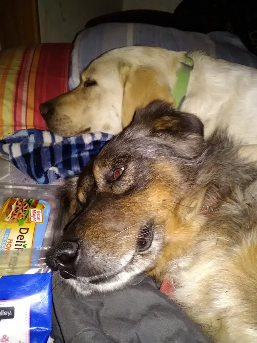 Huston Vet Services: Deverell Luke DVM Picture 1