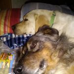 Huston Vet Services: Deverell Luke DVM