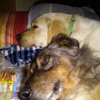 Huston Vet Services: Deverell Luke DVM ico