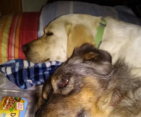 Huston Vet Services: Deverell Luke DVM