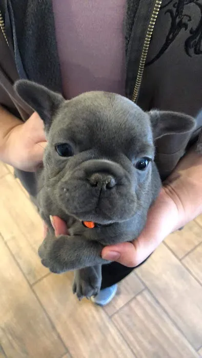 Huston Veterinary Service, LLC Picture 1