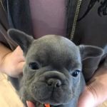 Huston Veterinary Service, LLC