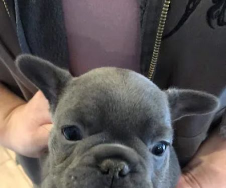 Huston Veterinary Service, LLC